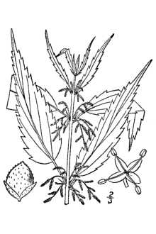 <i>Urtica dioica</i> L. var. angustifolia Schltdl.