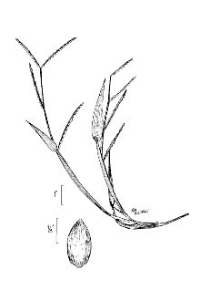 <i>Paspalum platyphyllum</i> Griseb., non Schult.