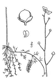 <i>Utricularia fibrosa</i> Walter