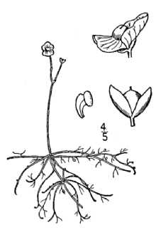 <i>Utricularia biflora</i> Lam.