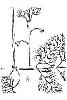 <i>Utricularia vulgaris</i> L. p.p.