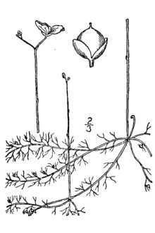 <i>Utricularia obtusa</i> Sw.