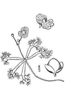 <i>Utricularia inflata</i> Walter var. minor Chapm.
