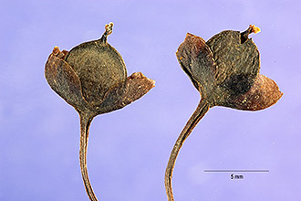 <i>Utricularia vulgaris</i> L. var. americana A. Gray