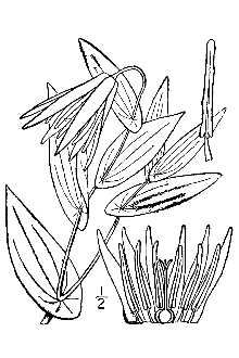 Largeflower Bellwort
