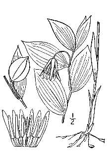 <i>Uvularia pudica</i> sensu Fernald var. nitida (Britton) Fernald