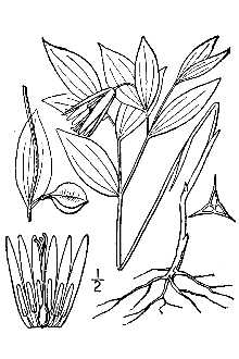 <i>Oakesiella sessilifolia</i> (L.) S. Watson