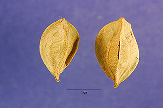 <i>Oakesiella sessilifolia</i> (L.) S. Watson
