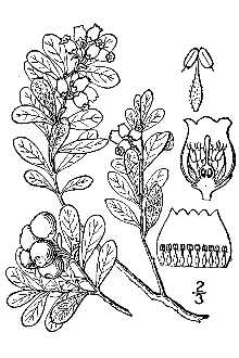 <i>Arctostaphylos uva-ursi</i> (L.) Spreng. ssp. coactilis (Fernald & J.F. Macbr.) Á. Löve & D.