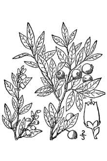 <i>Vaccinium angustifolium</i> Aiton var. laevifolium House