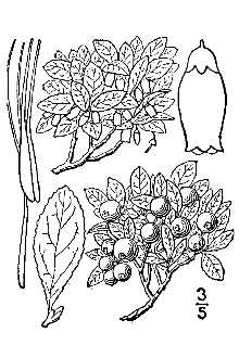 <i>Vaccinium cespitosum</i> Michx. var. arbuscula A. Gray