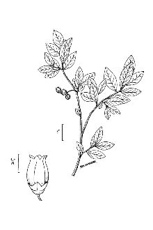 <i>Vaccinium corymbosum</i> L. var. glabrum A. Gray