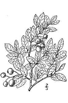 <i>Vaccinium angustifolium</i> Aiton var. nigrum (Alph. Wood) Dole