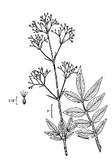 Western Valerian