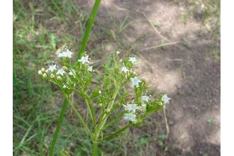 Western Valerian