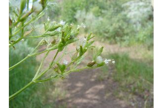 Western Valerian