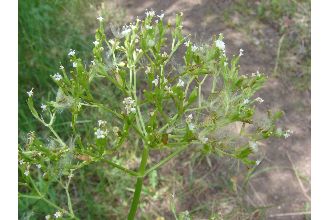 Western Valerian