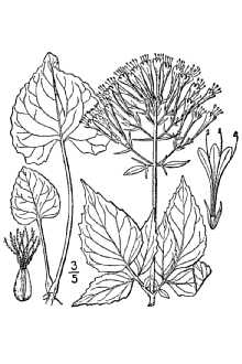 Largeflower Valerian