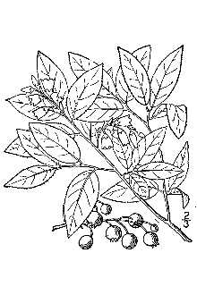 <i>Vaccinium corymbosum</i> L. var. pallidum (Aiton) A. Gray