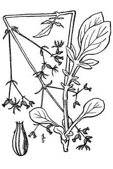 <i>Valeriana septentrionalis</i> Rydb.