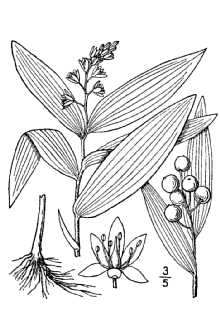<i>Smilacina stellata</i> (L.) Desf. var. sessilifolia (Nutt. ex Baker) G. Hend.