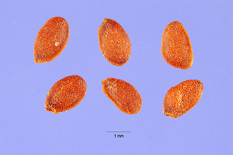 <i>Vaccinium stamineum</i> L. var. candicans (Small) C. Mohr