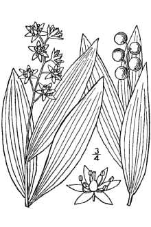 <i>Convallaria trifolia</i> L.