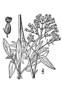 <i>Valeriana sitchensis</i> Bong. var. uliginosa (Torr. & A. Gray) B. Boivin