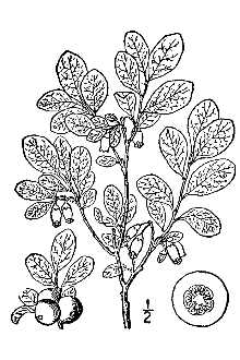 <i>Vaccinium uliginosum</i> L. ssp. gaultherioides (Bigelow) S.B. Young