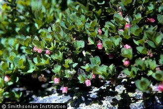 <i>Vaccinium uliginosum</i> L. ssp. alpinum (Bigelow) Hultén