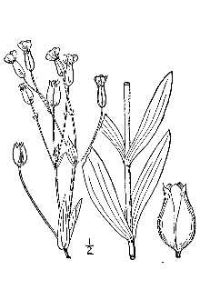 <i>Vaccaria vulgaris</i> Host
