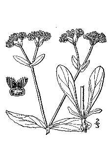 <i>Valerianella woodsiana</i> (Torr. & A. Gray) Walp.