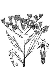 <i>Vernonia altissima</i> Nutt. var. lilacina Clute
