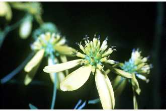 <i>Actinomeris alternifolia</i> (L.) DC.