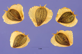 <i>Actinomeris alternifolia</i> (L.) DC.