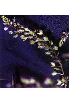 <i>Veronica grandiflora</i> auct. non Gaertn.