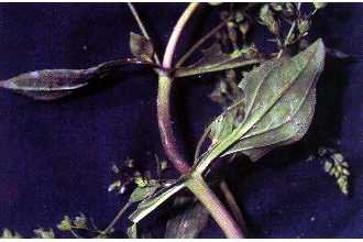 <i>Veronica connata</i> Raf. ssp. glaberrima Pennell