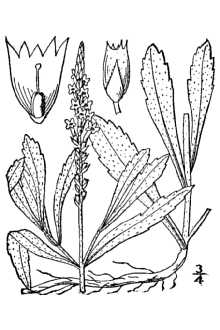 <i>Verbena angustifolia</i> Michx.