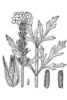<i>Verbena bipinnatifida</i> Nutt.