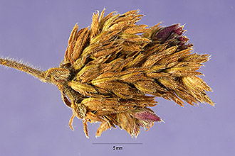 <i>Verbena bonariensis</i> L. var. conglomerata Briq.