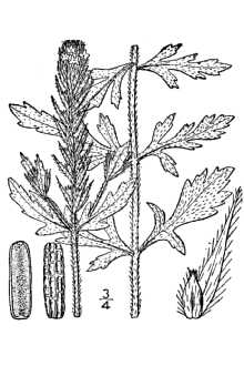 <i>Verbena bracteosa</i> Michx.
