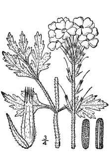 <i>Verbena ×oklahomensis</i> Moldenke