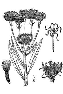 <i>Vernonia crinita</i> Raf.