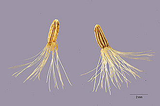<i>Vernonia noveboracensis</i> (L.) Michx. var. tomentosa (Elliott) Britton