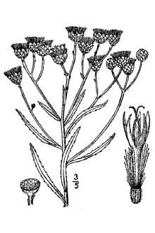 <i>Vernonia marginata</i> (Torr.) Raf. var. tenuifolia (Small) Shinners