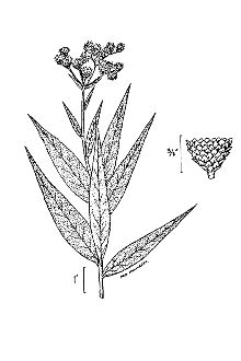 <i>Vernonia aborigina</i> Gleason