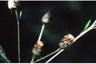 <i>Vernonia harperi</i> Gleason