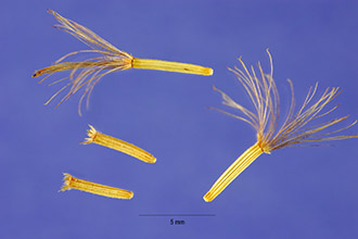 <i>Vernonia harperi</i> Gleason