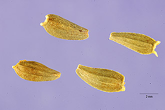 <i>Phaethusa occidentalis</i> (L.) Britton