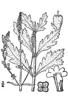 Herb Of The Cross